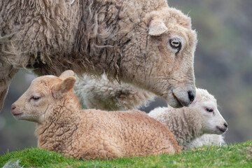 Great Britain, Shetland, Fair Isle. Shetland sheep, ewe with lamb.