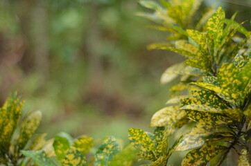 Selected focus of Codiaeum variegatum leaves in a leafy and cool garden