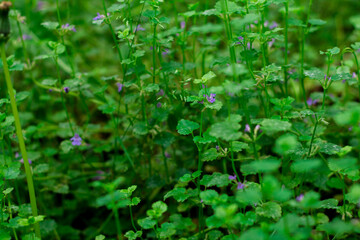 macro photography of plants in the park. green background with leaves and purple flowers. nature background.