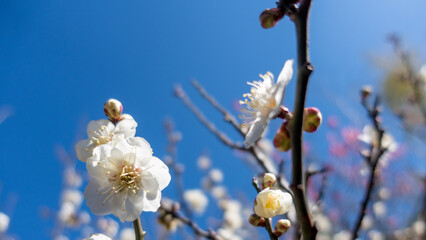 梅の花の咲く風景