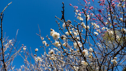 梅の花の咲く風景