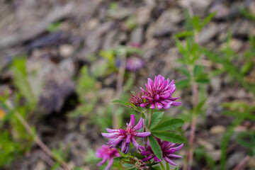 pink flowers on a blurred background. blooming clover. nature background.
