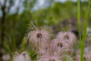 Cyperaceae close up. roadside plants. unusual shaggy flowers. sedge plants