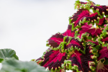 An unusual flower in the home interior. Apartment flowers. Air cleaning in the apartment.
