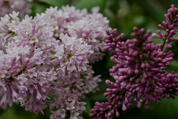 Fototapeta premium Lilac branch with flowers and buds. Lilac bloom in May. Spring