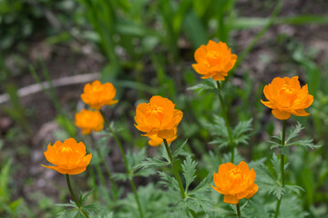 Obraz premium unusual orange flowers. flower bed with decorative flowers. summer