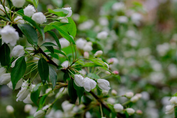 apple buds. white flowers on the tree. spring flowering of trees.