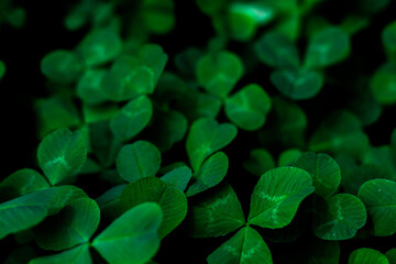 macro shot of clover. plants in the park. natural background