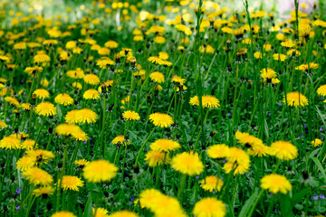 Obraz premium Dandelion meadow. yellow flowers in a meadow with green grass