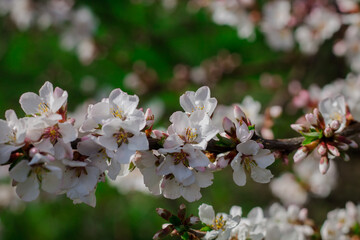 Beautiful pink flowers on a tree branch. All the bloom of nature. Spring