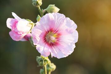 Close up pink hollyhock flower blooming in garden on green  background.