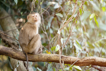 Lonely monkey sitting on tree with looking at camera