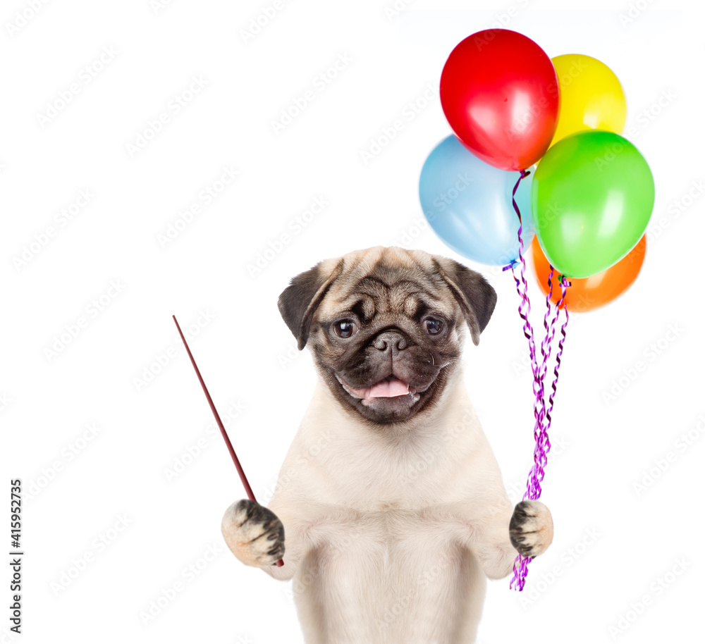 Poster Pug puppy holds balloons and points away on empty space. isolated on white background