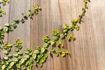 自然でエコロジカルな背景素材