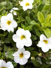 Obraz na płótnie Canvas close-up of white Petunia hybrida flower blooming in garden