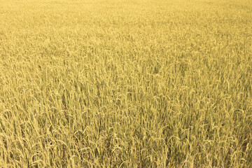 Fresh yellow and green color of rice field in Thailand.