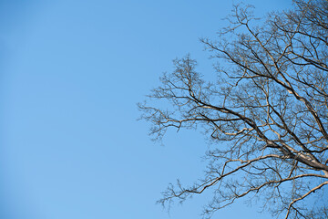 Fototapeta na wymiar Dead tree and blue sky background,environment concept