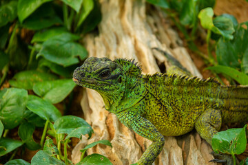 Beautiful green iguana sunning on log.