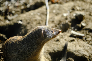 Banded mongooses in zoo during sunny day. Animals looks like big mouse and rat standing on soil.