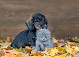 Puppy and kitten sitting together  on autumn foliage and look at camera