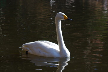 Naklejka premium 厳しい寒さを避けて越冬で飛来地へと渡ってきた、美しい白い羽毛のオオハクチョウ