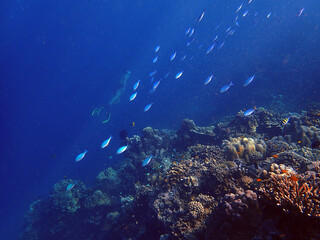 Fototapeta na wymiar Sea fish with corals in sea and diver, underwater landscape with sea life