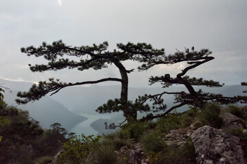 Trees at Banjska Stena viewpoint, National Park Tara, Serbia