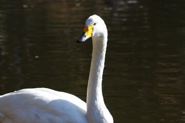 Obraz premium 厳しい寒さを避けて越冬で飛来地へと渡ってきた、美しい白い羽毛のオオハクチョウ