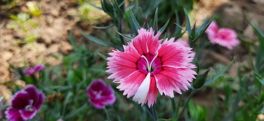 pink cosmos flower