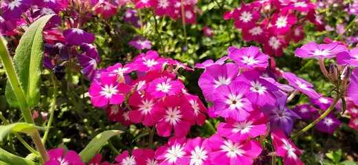 purple crocus flowers