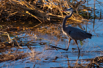 Great Blue Heron on the March