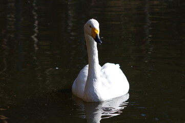 Obraz premium 厳しい寒さを避けて越冬で飛来地へと渡ってきた、美しい白い羽毛のオオハクチョウ