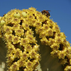 Close-up view of the many small yellow blossoms of a large cactus with a bee and blue sky