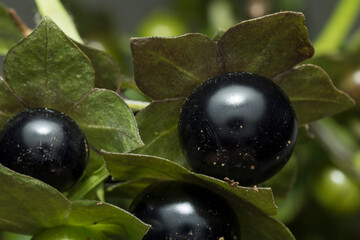 Fruto maduro venenoso de la planta conocida como tomatillo del diablo, hierba mora, 