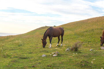 Fototapeta na wymiar Horses in wilderness 