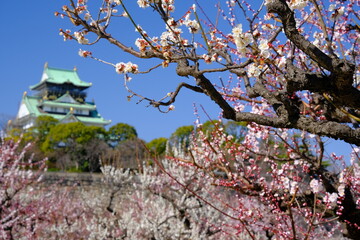 大阪城梅林　天守閣と梅の花