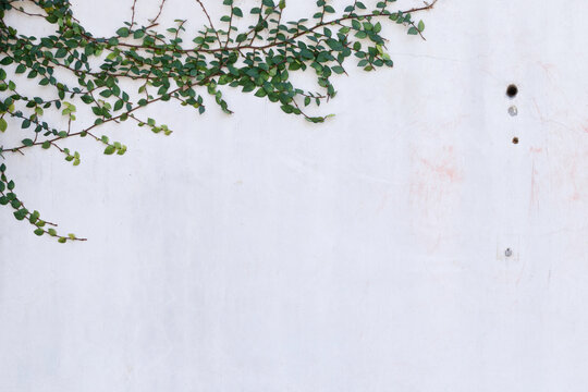 白い塗壁を背景にアイビーの蔓が壁を伝う © maruboland