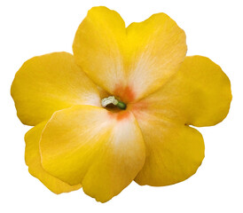 Fototapeta na wymiar watercolor violets flower yellow. Flower isolated on a white background. No shadows with clipping path. Close-up. Nature.