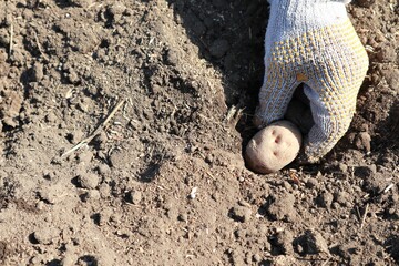 じゃがいもの植え付け