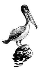 Pelican bird sitting on a rock. Ink black and white drawing