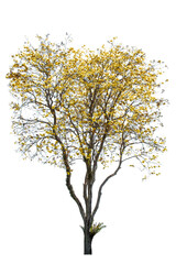 Supanniga Tree (Cochlospermum regium) yellow flowering. Isolated on white background.
