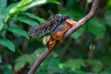 Eastern Grey Squirrel on branch. Scientific name: Sciurus carolinensis.
