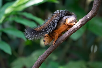 Eastern Grey Squirrel on branch. Scientific name: Sciurus carolinensis.