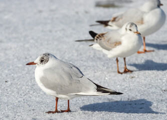 The group of Common Gulls (Larus canus) on ice. Sunny winter day