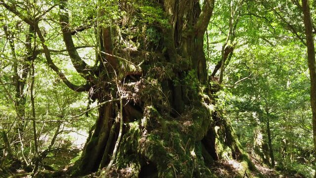 屋久島 白谷雲水峡 太鼓岩 武家杉 公家杉 屋久杉 国立公園 鹿児島