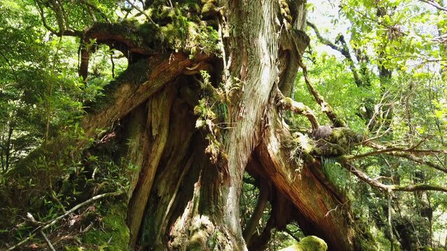 屋久島 白谷雲水峡 太鼓岩 武家杉 公家杉 屋久杉 国立公園 鹿児島