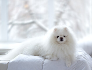 Pomeranian Dog White Adorable and Fluffy. Close up portrait of a pet lying in the bed.
