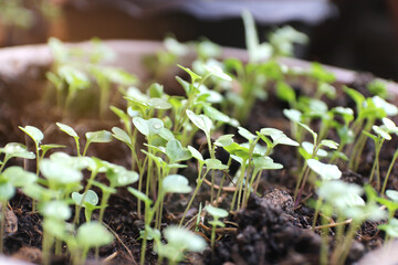 Close-up of young bud growth, vegetable growing, micro crop cultivation, nature agriculture. Grow organic vegetables in the backyard vegetable garden.