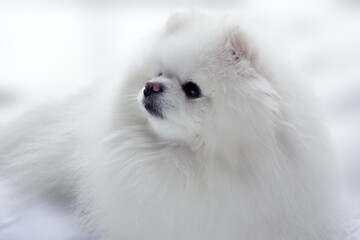Fototapeta premium Pomeranian Dog White Adorable and Fluffy. Close up portrait of a pet lying in the bed.