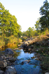 river in the forest